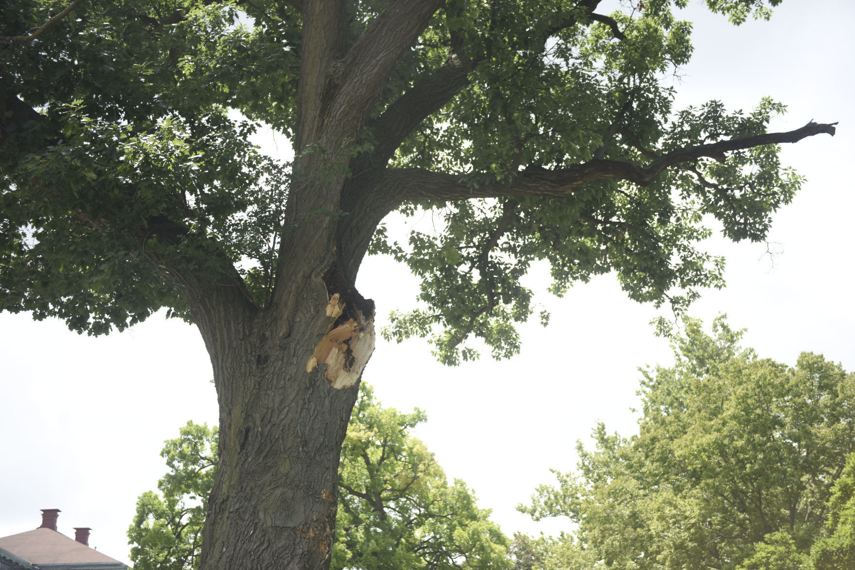 070518-mda-nws-tree-limbaccident-01.jpg